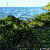 Vorschau: dormiente Natur Pur Seegras Matratze Vorschau: dormiente Natur Pur Seegras Matratze